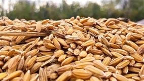 O retorno da Índia derruba os preços mundiais do arroz