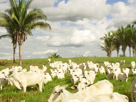 Cotações - Novilha gorda