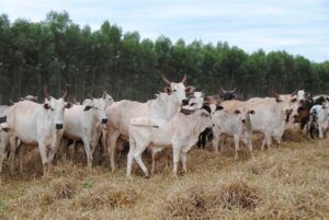 Leia Cotações - Vaca gorda