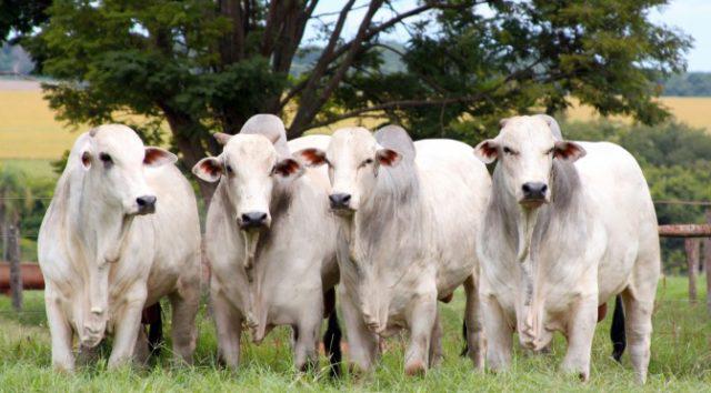 Abate de bovinos aumenta em outubro em Mato Grosso, aponta Imea