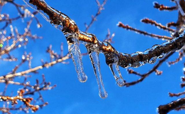 Frio extremo nos EUA causa grande prejuízo milionário a produtores rurais