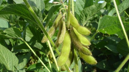 Produtores do Tocantins devem realizar cadastro de área de soja