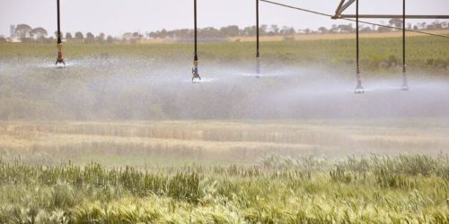 Plataforma integra dados da produção e consumo de trigo no Brasil