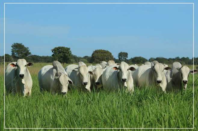 Arroba do boi e da vaca ficaram estáveis em Goiás na última semana, aponta IFAG