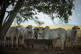 Cotações - Novilha gorda