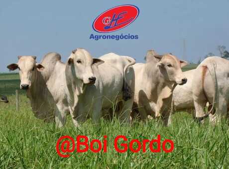 Cotações - Boi gordo