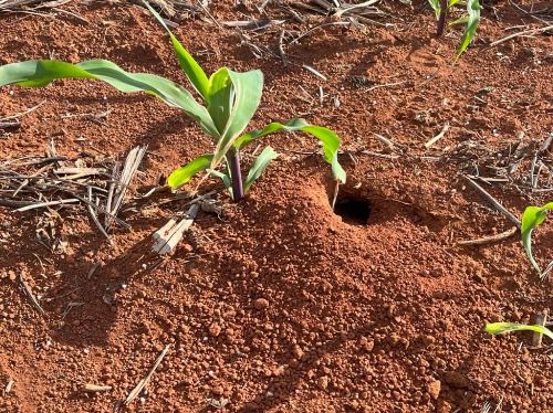 Ratos chegam a destruir mais de 30% dos estandes em milharais em Mato Grosso