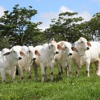 Brasil exportará animais Brahman para o Camboja