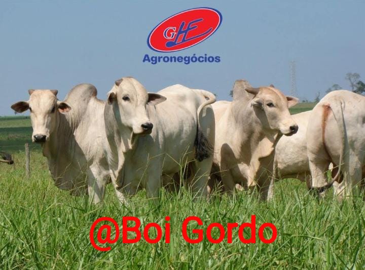 Cotação do boi gordo encerra a semana estável a R$ 312 por arroba