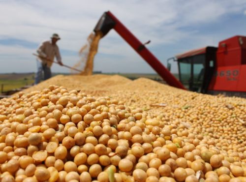 Datagro Grãos: soja garante renda positiva pelo 17º ano