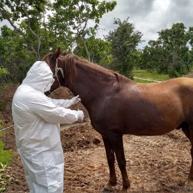 Tocantins proíbe aglomerações de cavalos; entenda por quê