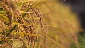 Preços do arroz caem em junho