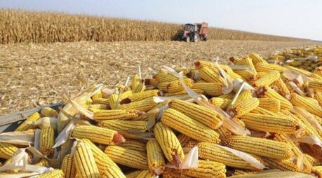 Redução histórica na área plantada de milho no Paraná