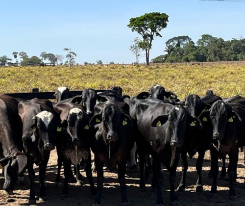 Holandês e Girolando: diferenças durante o pré e o pós-parto