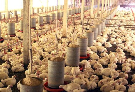 Aves: Camarões abre mercado para genética do Brasil