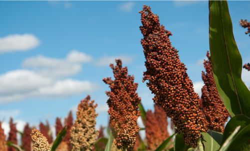 Leia Abertura de mercado no Gabão para sementes de milho, sorgo, braquiária e soja