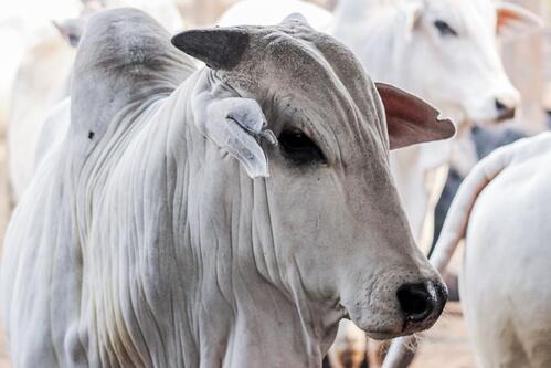 Mercado do Boi paulista registra queda na cotação da vaca