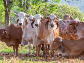 Inédito: 1ª Prova de Produção de Leite Tropical vai desafiar novilhas a produzir leite...