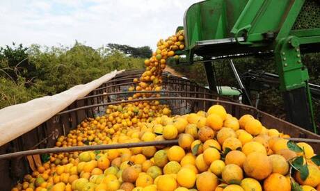 Incidência de doença no parque citrícola cai ao menor nível em 20 anos, diz entidade