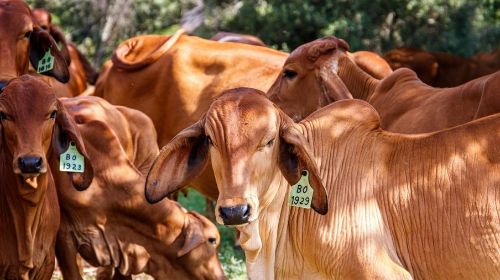 Cotações - Vaca gorda