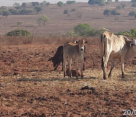 Produtor responde por maus tratos a 345 cabeças de gado em MS