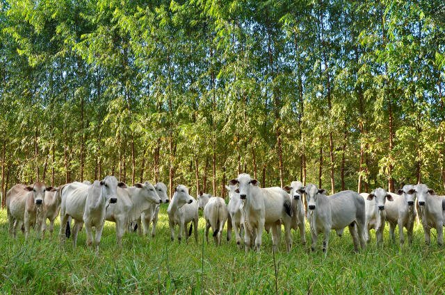 Compromissos assumidos pelo agro brasileiro na COP26 serão tema de painel no Fórum Planeta Campo