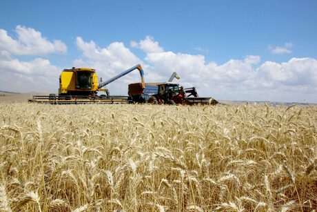 Paraná lança programa para fomentar cultivo de cereais de inverno