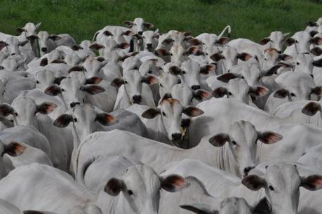 Cotações - Vaca gorda