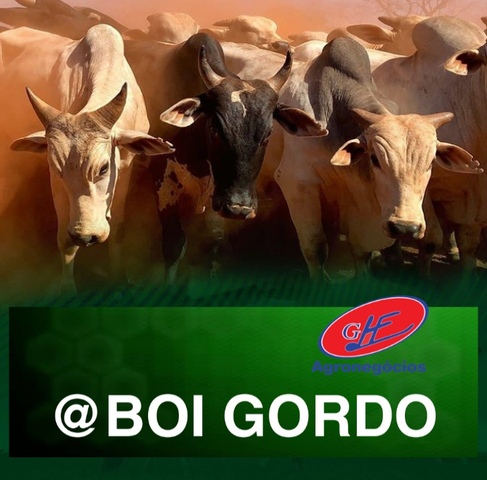 Cotação da arroba do boi gordo completa uma semana estável em R$ 317