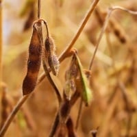 Sustentabilidade na cadeia agrícola avança com programa de capacitação ao produtor rural