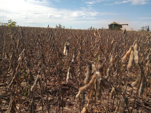 Colheita de soja atinge 1,2% da área no Brasil, diz consultoria