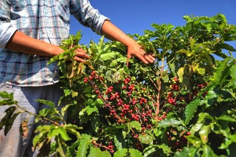 Café: clima seco e cenário internacional devem continuar sustentando preço