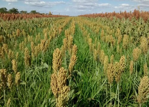 Sorgo: cultura cresce no Brasil como alternativa para produção de grãos