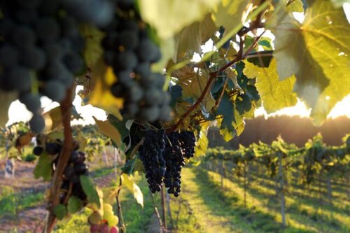 Produção de uvas encontra condições favoráveis no Distrito Federal