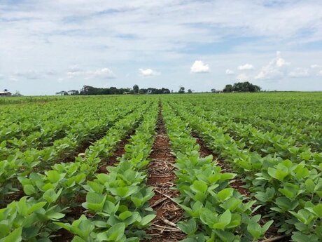 Produção brasileira de grãos pode chegar a 289,8 milhões de t, diz Conab