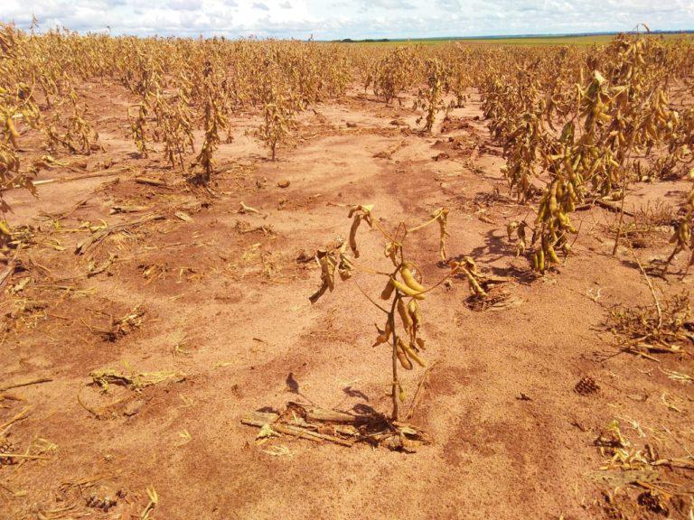 Cadê a chuva? Falta de umidade preocupa produtores gaúchos e argentinos