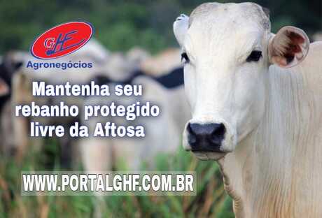 Cotações - Vaca gorda