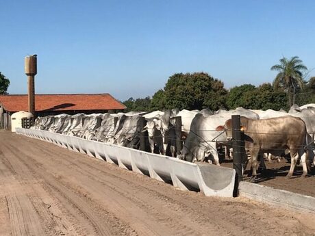 Cotação do boi gordo completa 10 dias em estabilidade, a R$ 338 por arroba