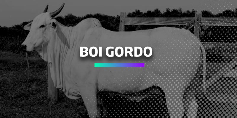 Cotações - Boi gordo