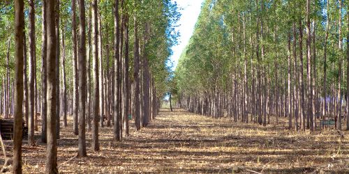 Leia Área de florestas plantadas para extração de madeira em Goiás apresenta crescimento 