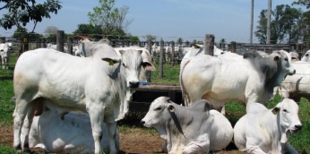 Arroba do boi gordo volta do feriado no patamar de R$ 300