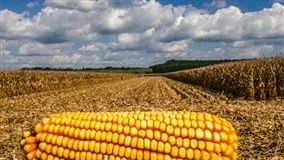 Alta do milho pode não ser suficiente