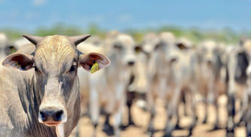 Leia Mato Grosso registra aumento de 18,2% no abate de bovinos e mantém crescimento no setor pecuário