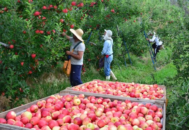 População ocupada no agronegócio em 2020 diminui 5,2% ante 2019, diz Cepea