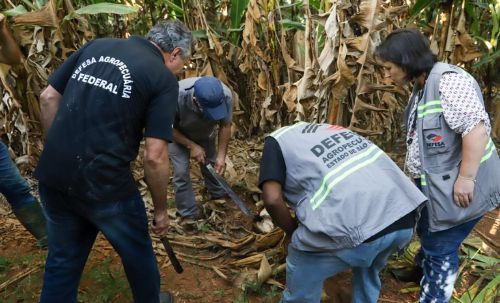 Em São Paulo, Mapa visita propriedades para orientar sobre fusariose da bananeira