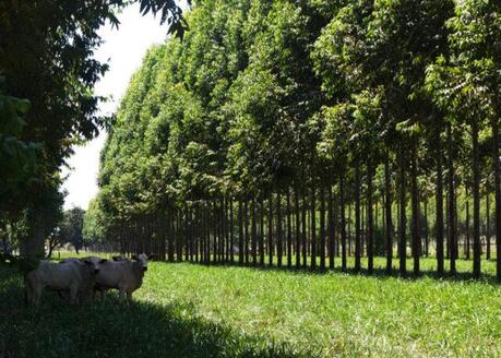 Tereza Cristina pede reconhecimento ao agro nas discussões da COP26