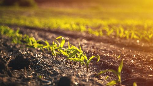 Leia Câmara aprova texto que proíbe desapropriação de terras para reforma agrária