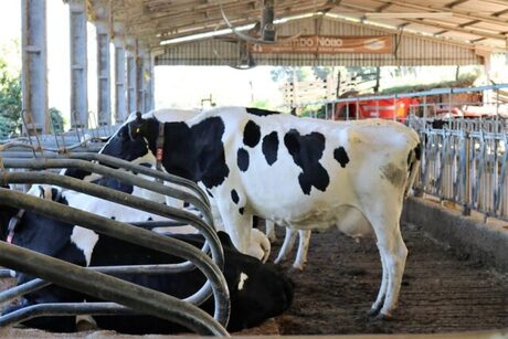 Lácteos entram no cronograma de redução de tarifas entre Mercosul e UE