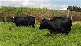 Mercado do boi gordo registra alta nas cotações com demanda aquecida