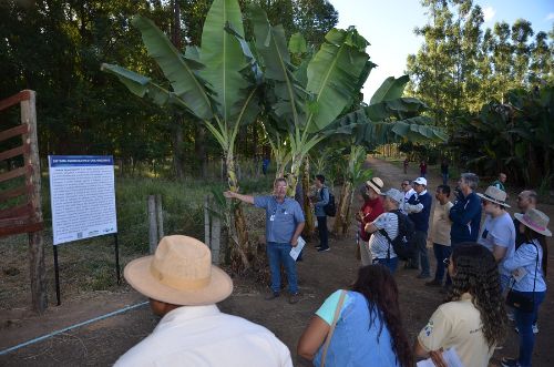 Viabilidade do sistema agrossilvipastoril orgânico é apresentada na AgroBrasília 2023